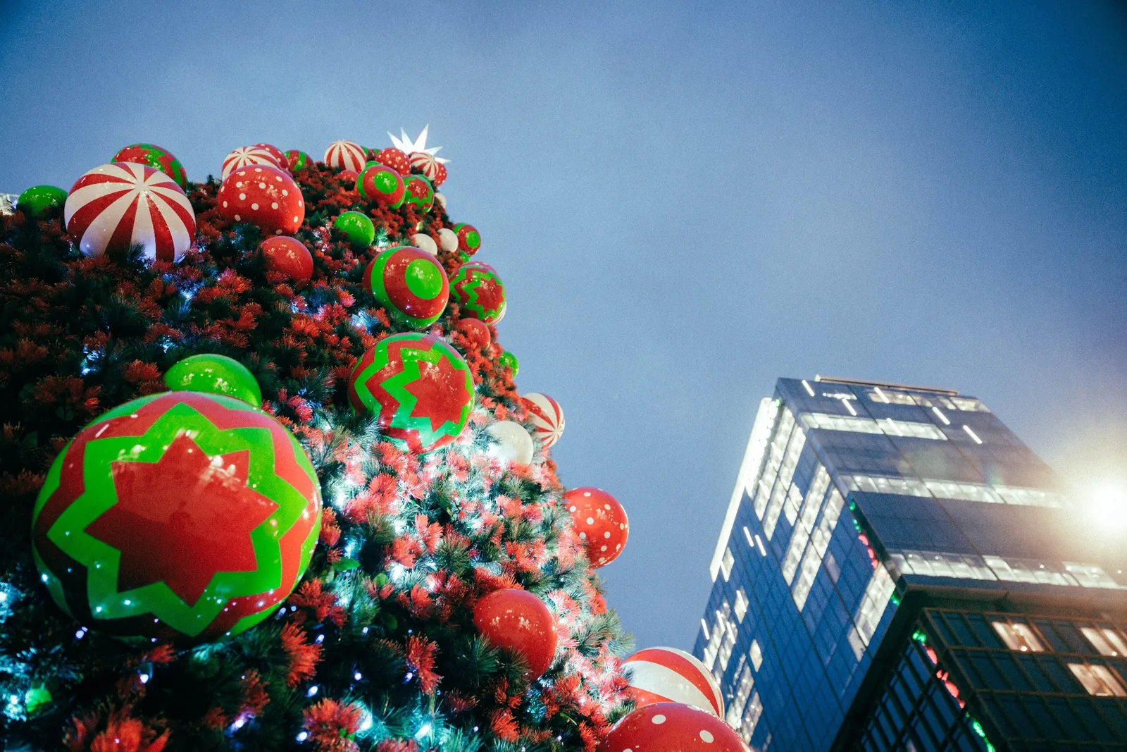 Auckland Christmas tree